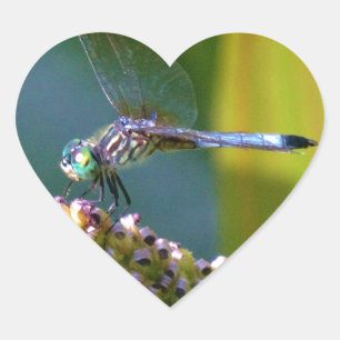 Sticker Cœur Dragonfly aux yeux turquoises