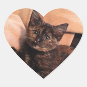 Sticker Cœur Écaille, Tortie, chaton de Tortie, chaton, chat,