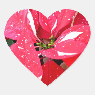 Sticker Cœur Étoile Brillante Surprise Poinsettia Fleur de Fête