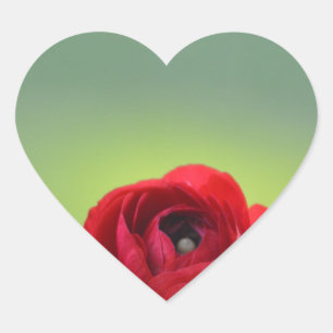 Sticker Cœur Fleur de Ranunculus rouge
