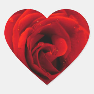Sticker Cœur Fleur de rose rouge