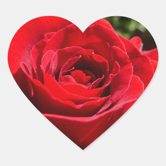 Sticker Cœur Fleur rose rouge vif Belle florale (Devant)