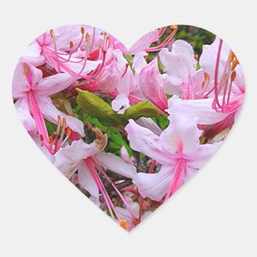 Sticker Cœur Fleurs d'azalée rose (Devant)