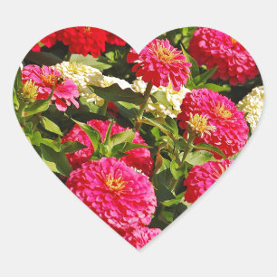Sticker Cœur Fleurs de zinnia rose, blanche et rouge