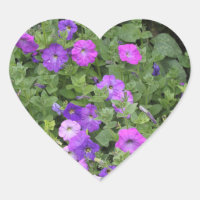 Fleurs printanières Jardin pourpre Petunia Photo f