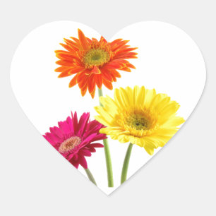 Sticker Cœur Gerbera Daisy Delight