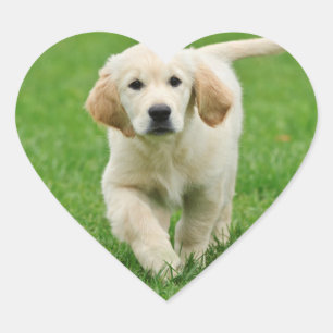 Sticker Cœur Golden retriever