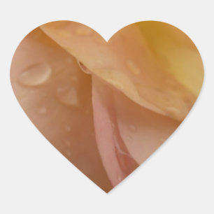 Sticker Cœur Gouttes de pluie sur des pétales de rose rose pêch