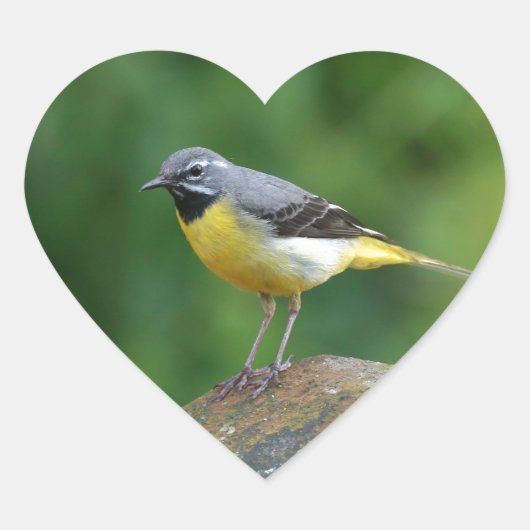 Sticker Cœur Gray Wagtail - oiseau (Devant)