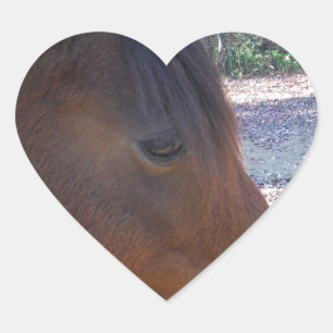 Sticker Cœur Gros plan sur un cheval brun, petit poney brun