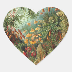 Sticker Cœur Haeckel