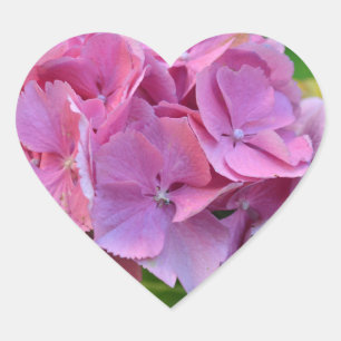 Sticker Cœur Hydrangea à pompons roses Hortensia Fleur