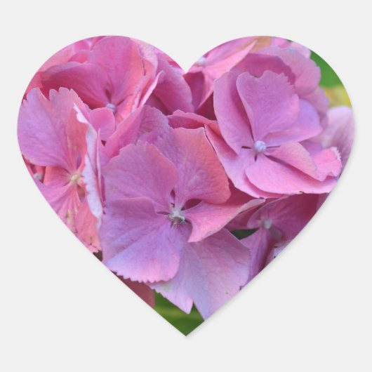 Sticker Cœur Hydrangea à pompons roses Hortensia Fleur (Devant)