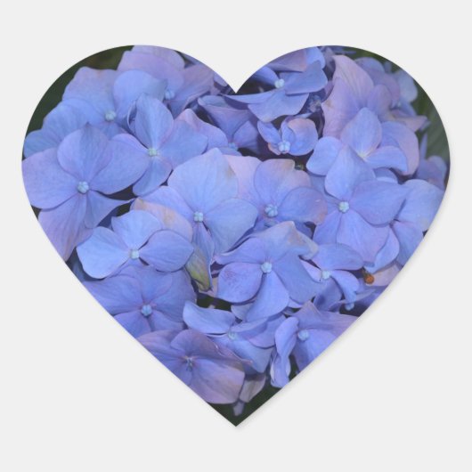 Sticker Cœur Hydrangea macrophylla pourpre rustique (Devant)