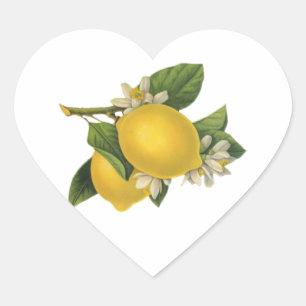 Sticker Cœur Illustration vintage de citrons
