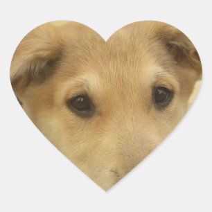 Sticker Cœur L'amour des chiots : le meilleur ami de l'homme