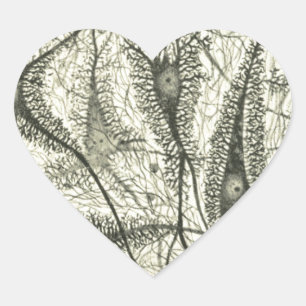 Sticker Cœur Les neurones 4 de Cajal