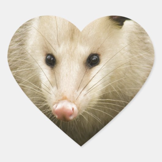 Sticker Cœur Les sommes d'argent sont jolies - Opossum Didelphi (Devant)