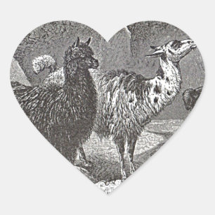 Sticker Cœur Llama Alpaca noir et blanc Andes Animal Art