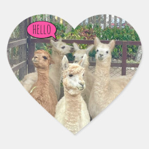 Sticker Cœur Llamas prêt à faire la fête sur les phoques
