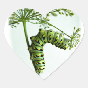 Sticker Cœur Machaon noir Caterpillar mangeant du persil