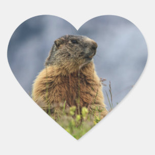 Sticker Cœur marmotte sur le pré alpin