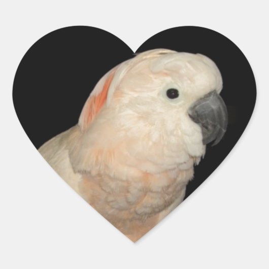 Sticker Cœur Moluccan Cockatoo Love Valentine Design (Devant)