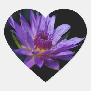 Sticker Cœur Nénuphar Lotus