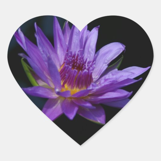 Sticker Cœur Nénuphar Lotus (Devant)