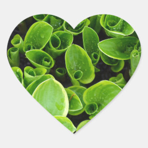 Sticker Cœur Nouveaux plantes d'hôtellerie verte dans le jardin