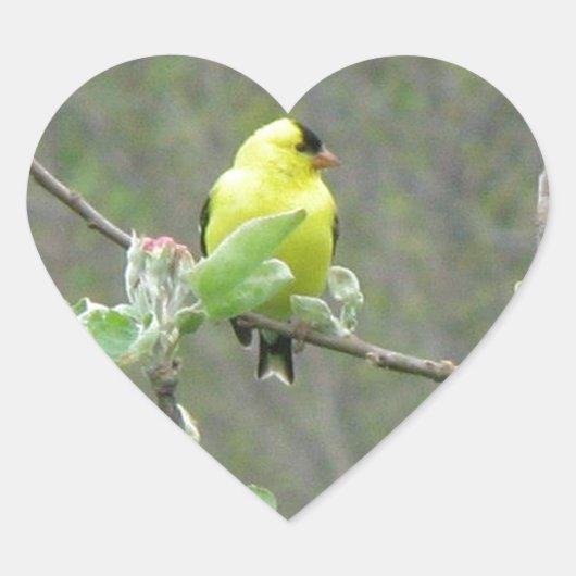 Sticker Cœur Objets représentant les oiseaux chanteurs d'été (Devant)
