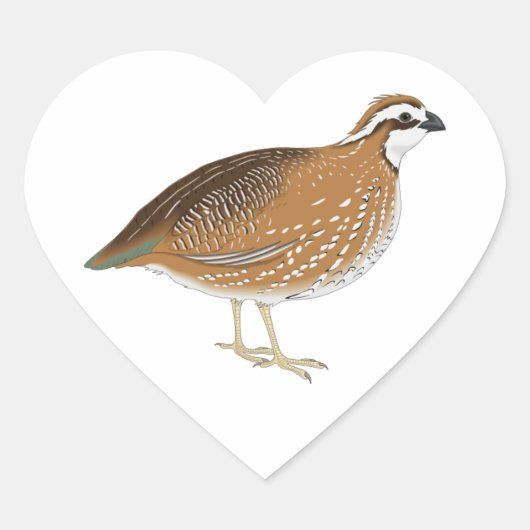 Sticker Cœur Oiseau de caille réaliste (Devant)