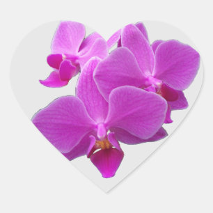 Sticker Cœur Orchidée de papillon de nuit Fuchsia sur la feuill