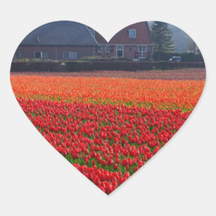 Sticker Cœur Pays-Bas : Tulip Field en Hollande