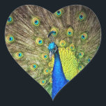 Sticker Cœur Peacock couleur beauté<br><div class="desc">Les paons sont si beaux avec leurs couleurs merveilleuses,  des plumes qui vous voient et leurs dons animaliers vivants de la nature.</div>