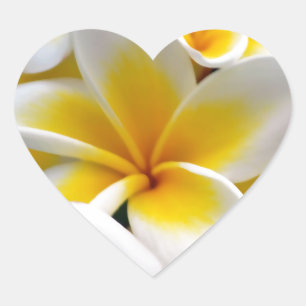 Sticker Cœur Photo de fleur de Plumeria de Frangipani