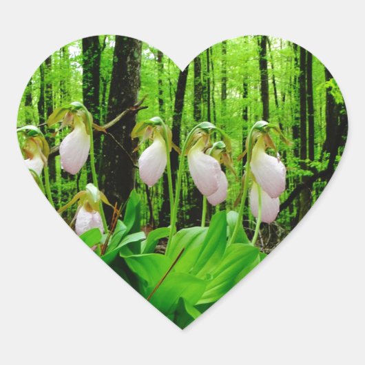 Sticker Cœur Pink Lady Slipper sauvage orchidée (Devant)