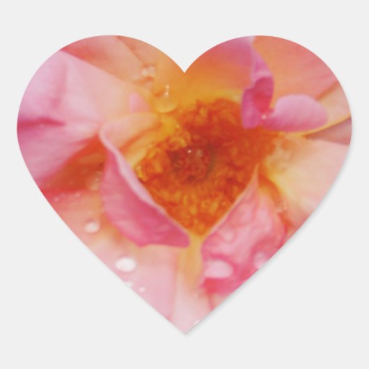 Sticker Cœur Pink Rose w/ Dew Drops Black Background (Devant)