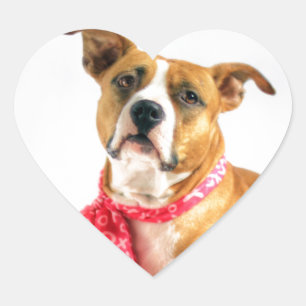 Sticker Cœur Pit Bull Puppy Love in Pink XOXO