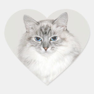 Sticker Cœur Point bleu Chat himalayen