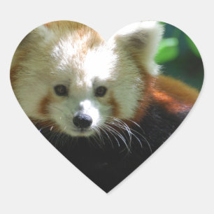 Sticker Cœur red-panda-11.jpg
