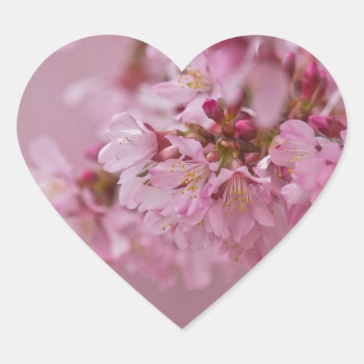 Sticker Cœur Reflets Rose Pâle des Fleurs de Cerisier Sakura (Devant)