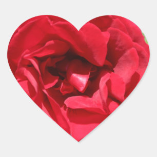 Sticker Cœur Rose rouge foncé Bardou Job