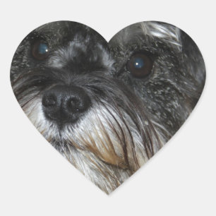 Sticker Cœur Schnauzer miniature