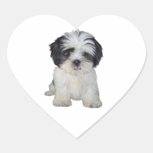 Sticker Cœur Shih Tzu (bw) - Chiot