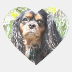 Sticker Cœur Spaniel Cavalier King Charles peint