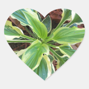 Sticker Cœur Sun Hosta