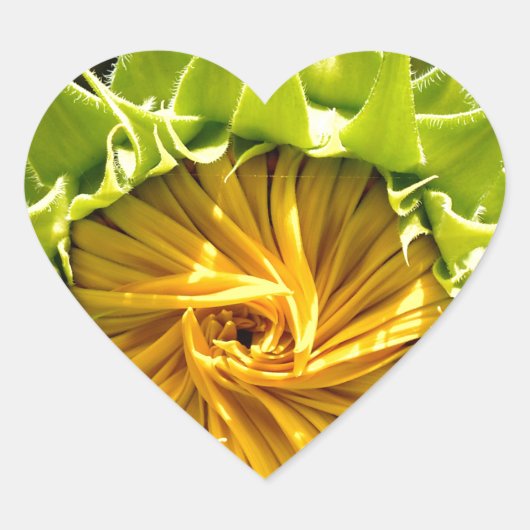 Sticker Cœur Tourbillon de tournesol (Devant)