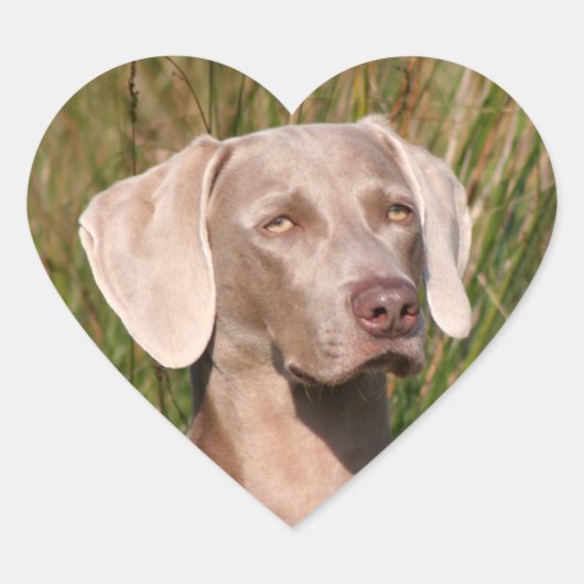Sticker Cœur weimaraner (Devant)