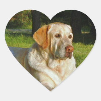 Sticker Cœur Yellow Labrador Retriever